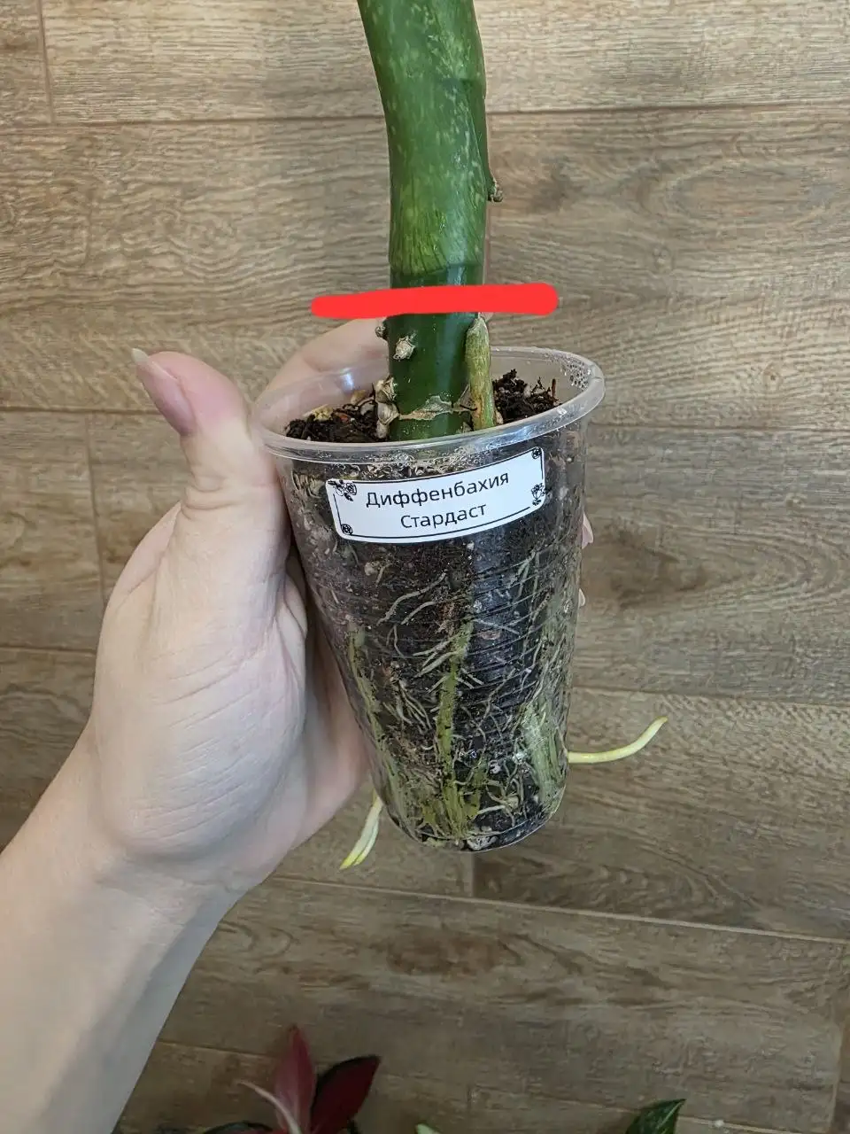 Комнатные растения в Красноярске - Комнатные растения (Хобби и отдых) в Красноярск