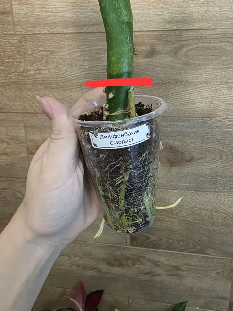 Комнатные растения в Красноярске - Свадебные услуги в Красноярск