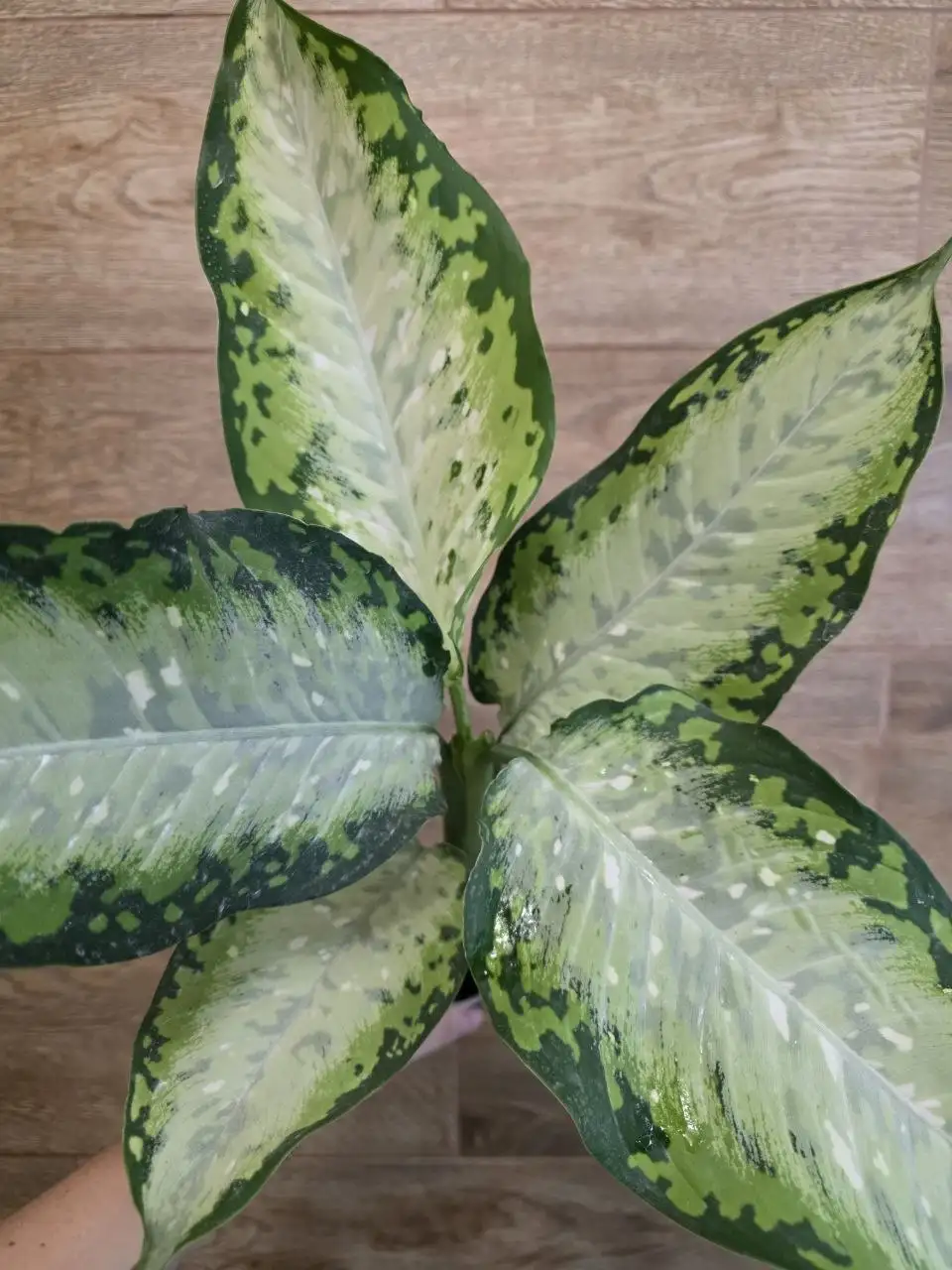 Комнатные растения в Красноярске - Комнатные растения (Хобби и отдых) в Красноярск