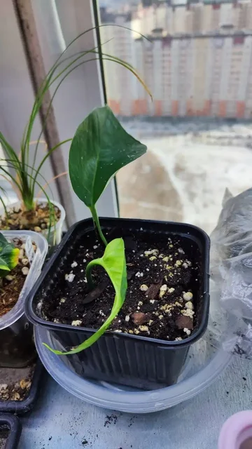 Продажа комнатных растений: филодендрон неон и непентес вентрата - Свадебные услуги в Красноярск