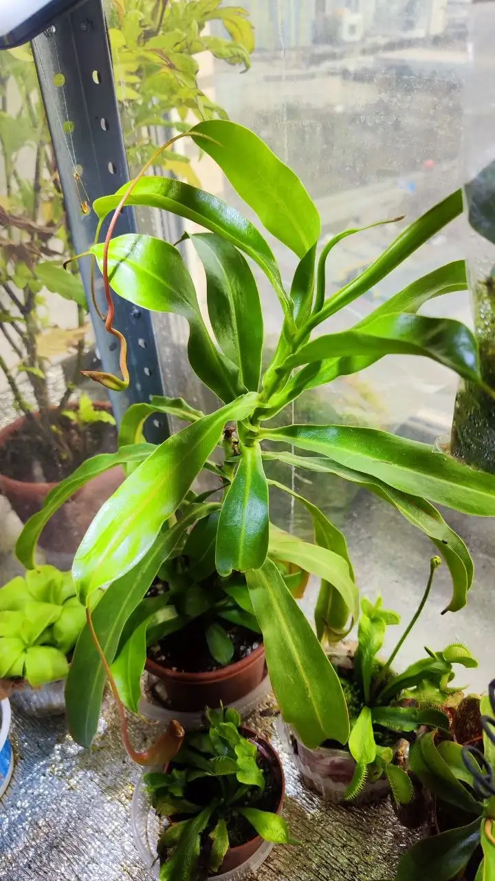 Продажа комнатных растений: филодендрон неон и непентес вентрата - Комнатные растения (Хобби и отдых) в Красноярск