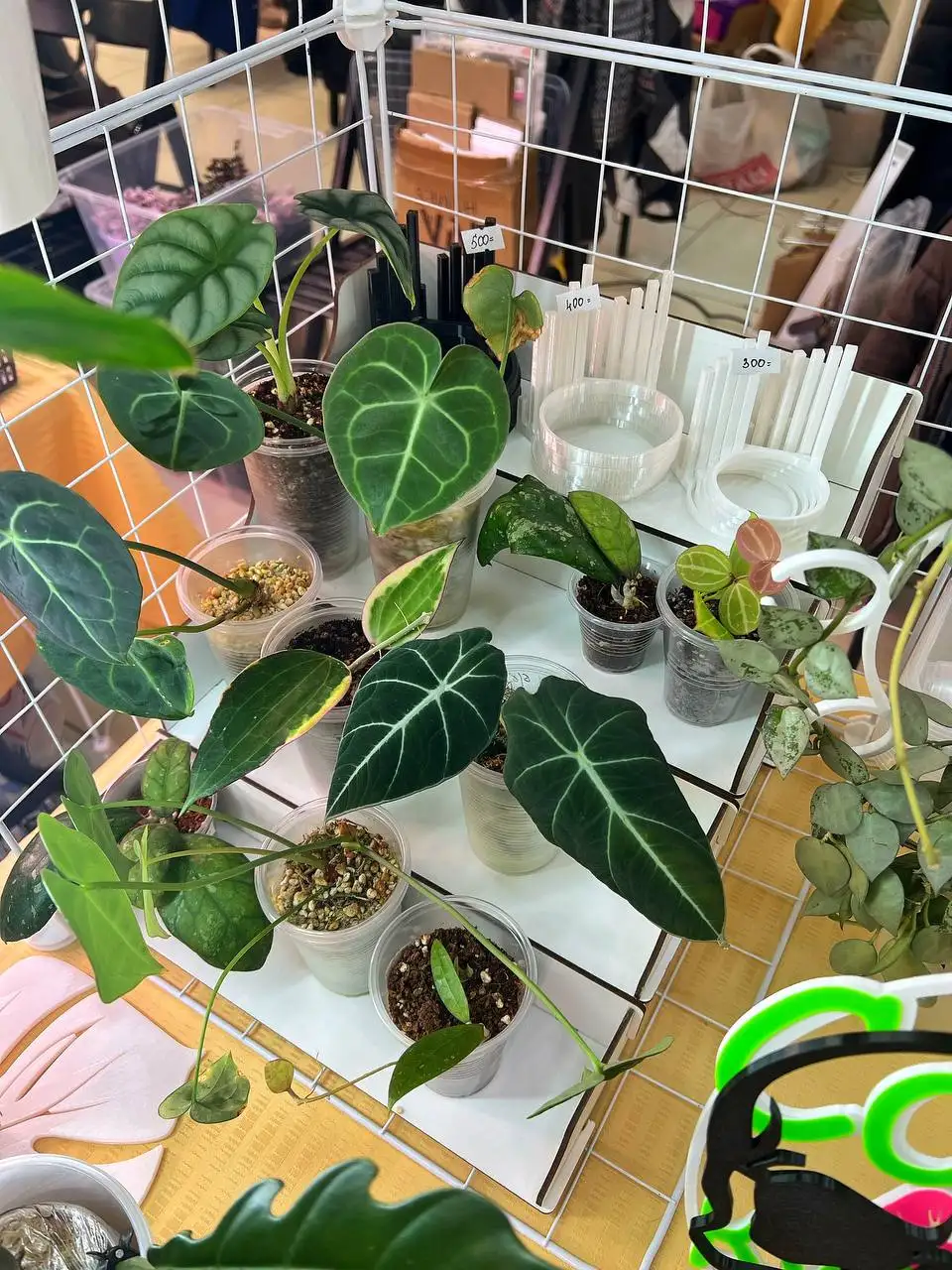 Суккулент-маркет в Красноярске - Комнатные растения (Хобби и отдых) в Красноярск