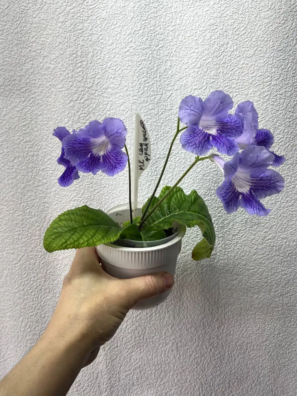 Продам цветущий стрептокарпус Сан Франциско - Комнатные растения (Хобби и отдых) в Красноярск