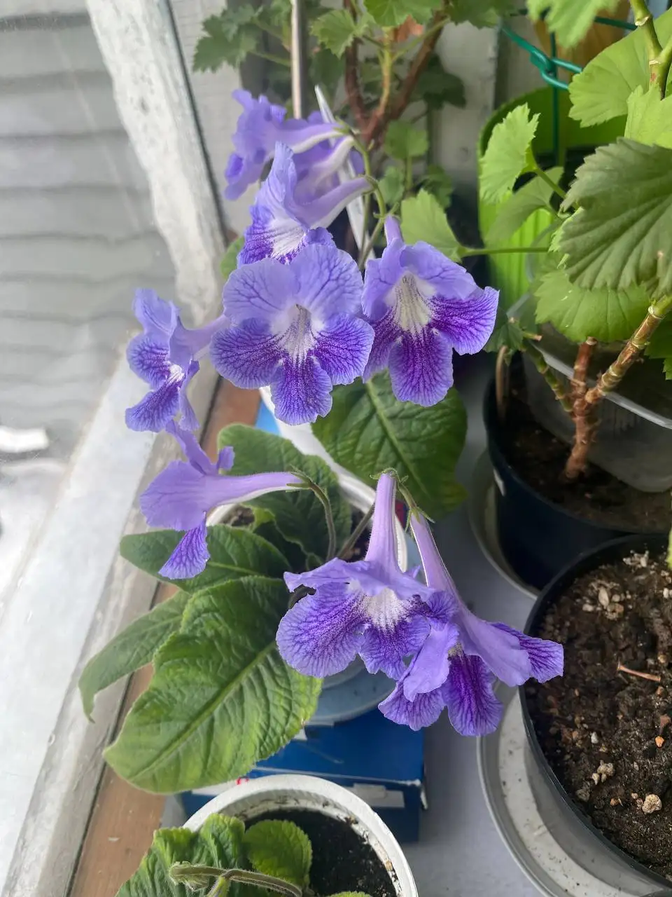 Продам цветущий стрептокарпус Сан Франциско - Комнатные растения (Хобби и отдых) в Красноярск