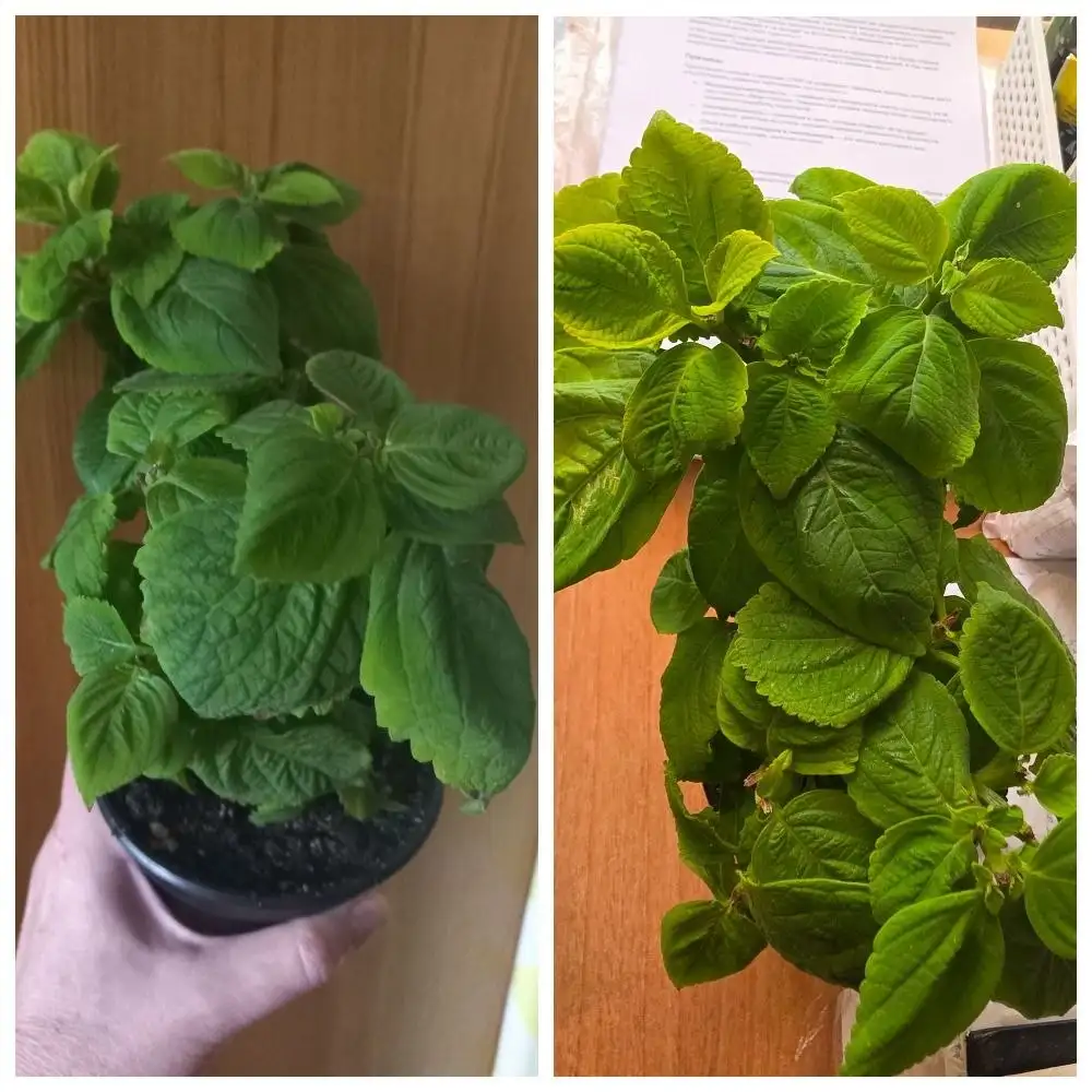 Продам колеус с лимонным ароматом - Комнатные растения (Хобби и отдых) в Красноярск