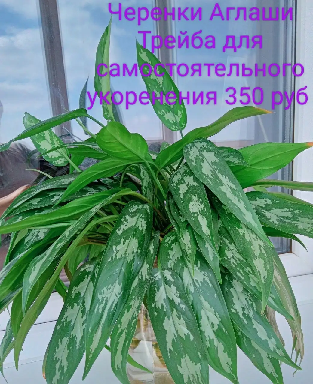 Комнатные растения в Красноярске - Комнатные растения (Для дома и дачи) в Красноярск