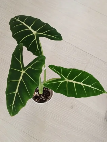 Алоказия Мишольца - Свадебные услуги в Красноярск