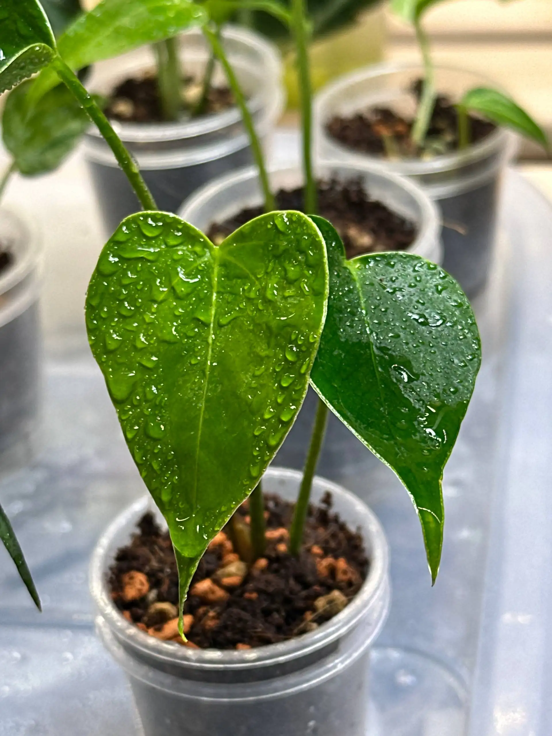 Детка Антуриума в стакане 60 мл - Комнатные растения (Барахолка) в Красноярск