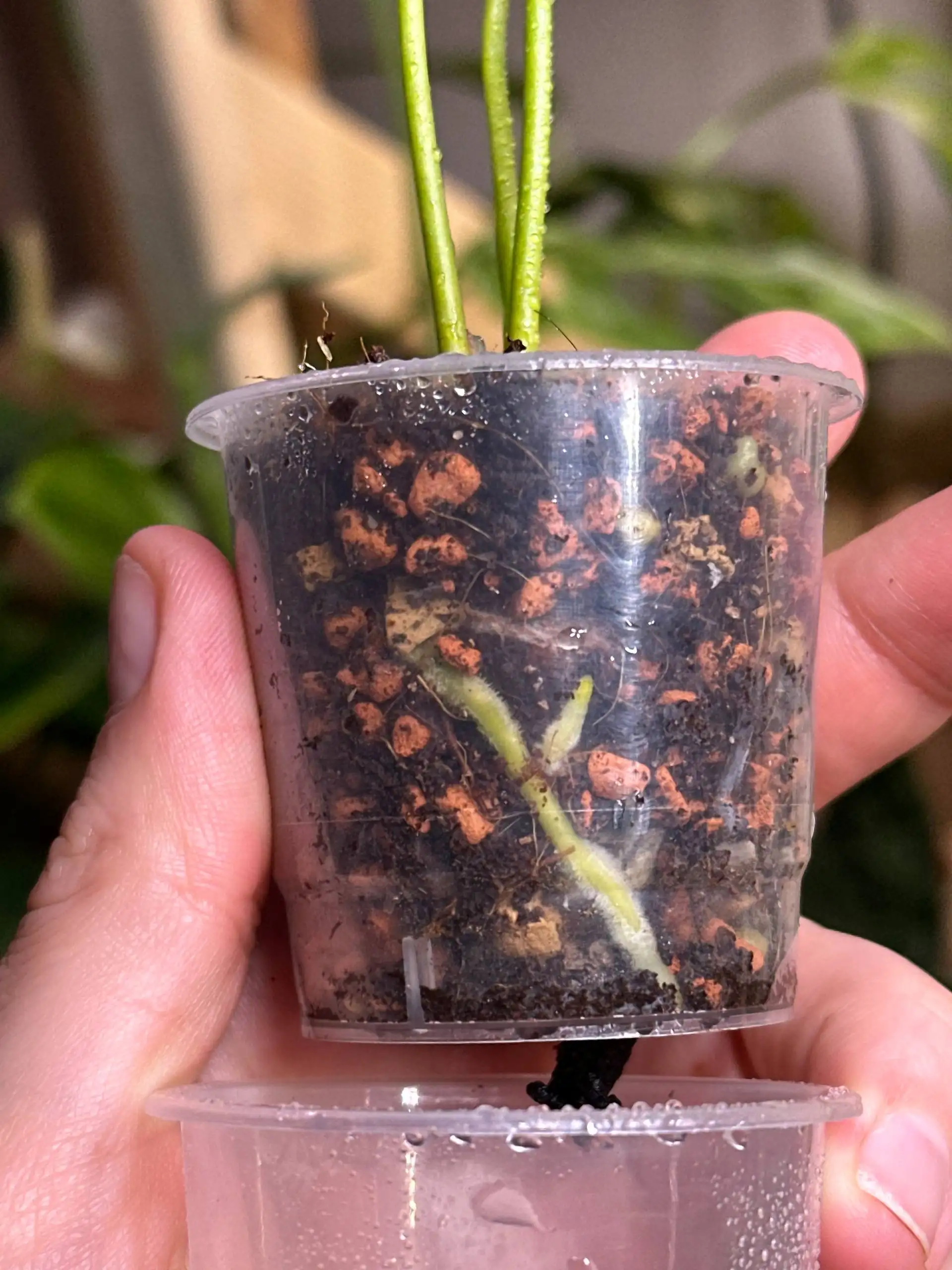 Детка Антуриума в стакане 60 мл - Комнатные растения (Барахолка) в Красноярск