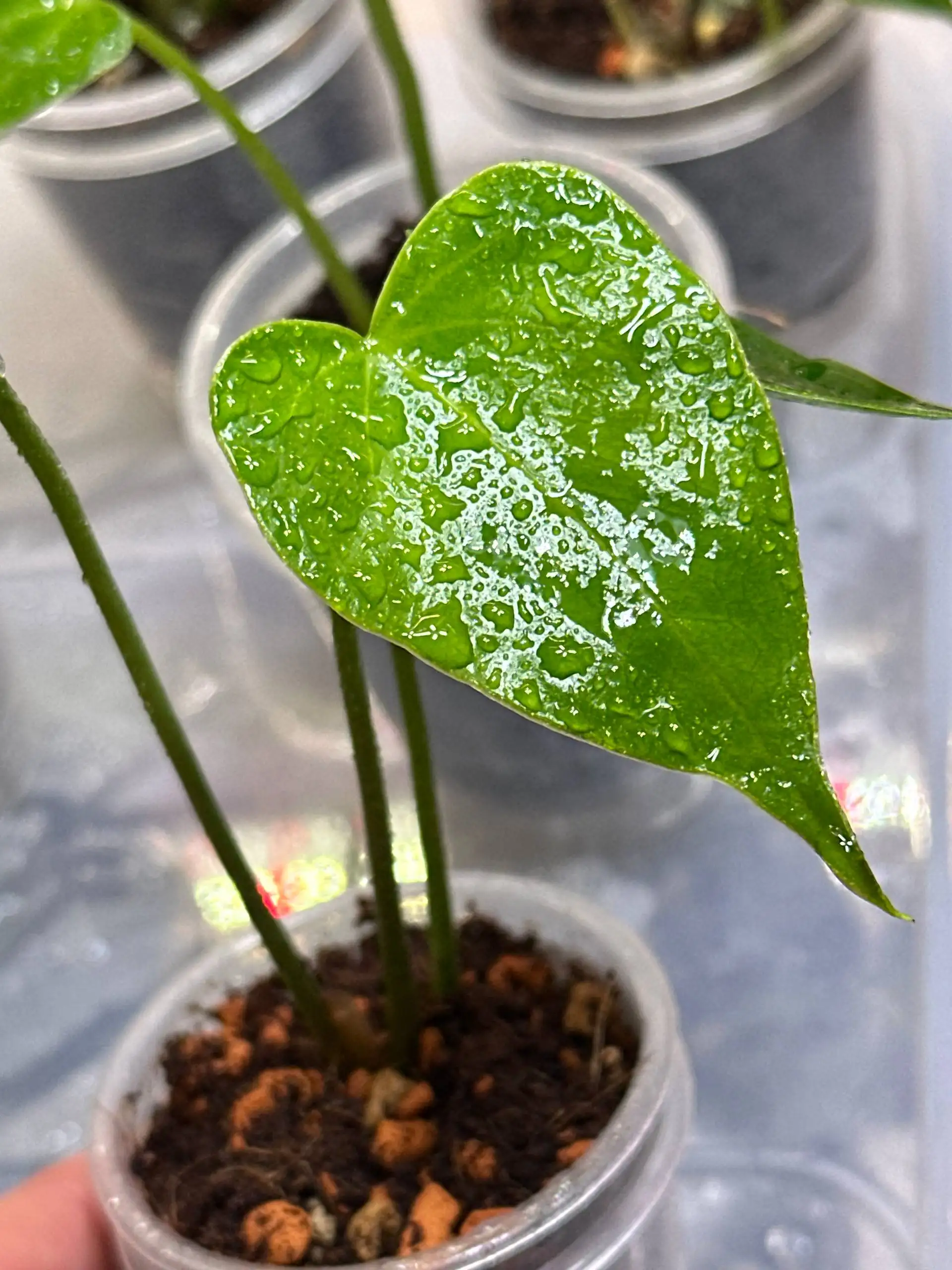 Детка Антуриума в стакане 60 мл - Комнатные растения (Барахолка) в Красноярск