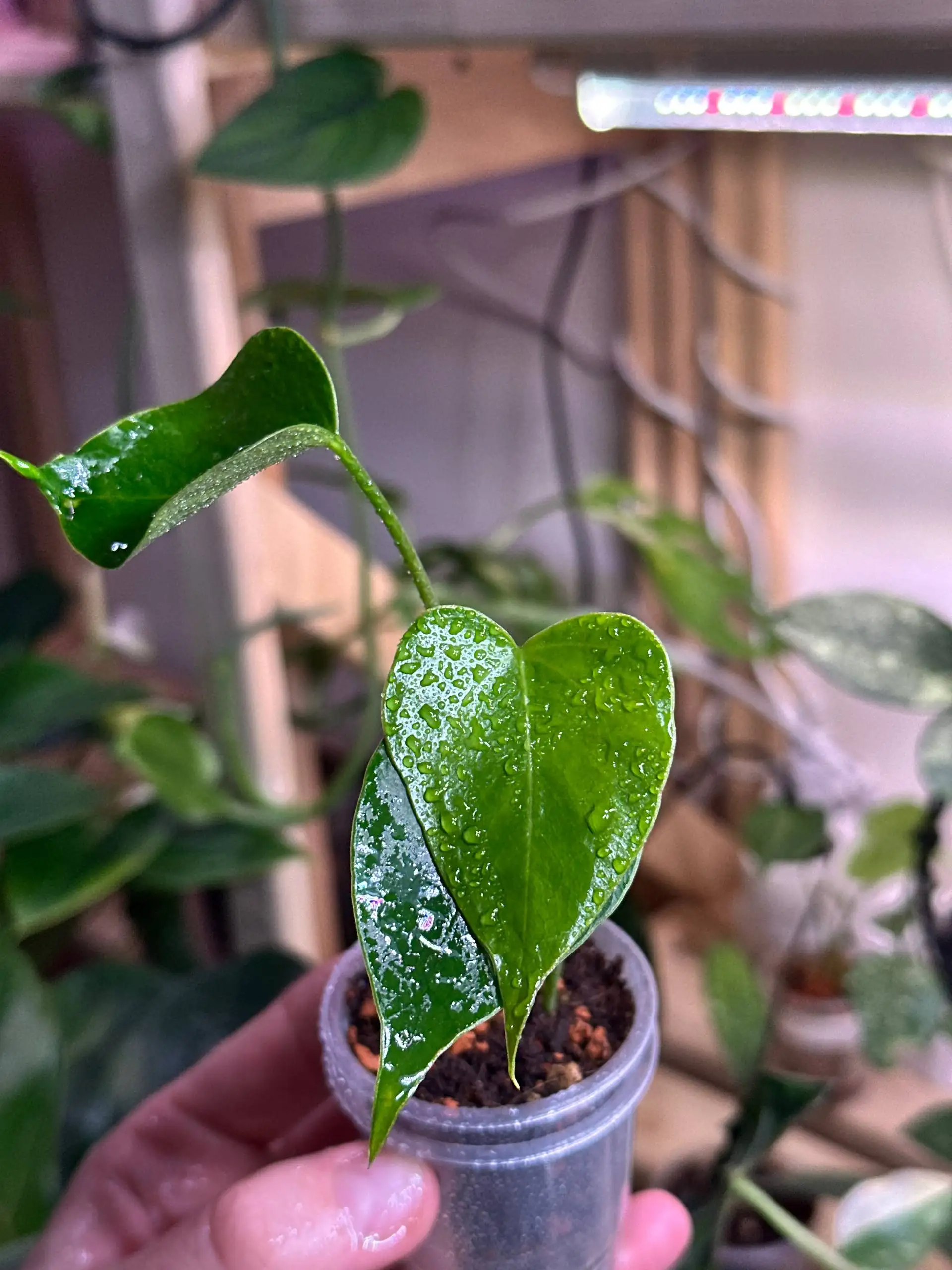 Детка Антуриума в стакане 60 мл - Комнатные растения (Барахолка) в Красноярск