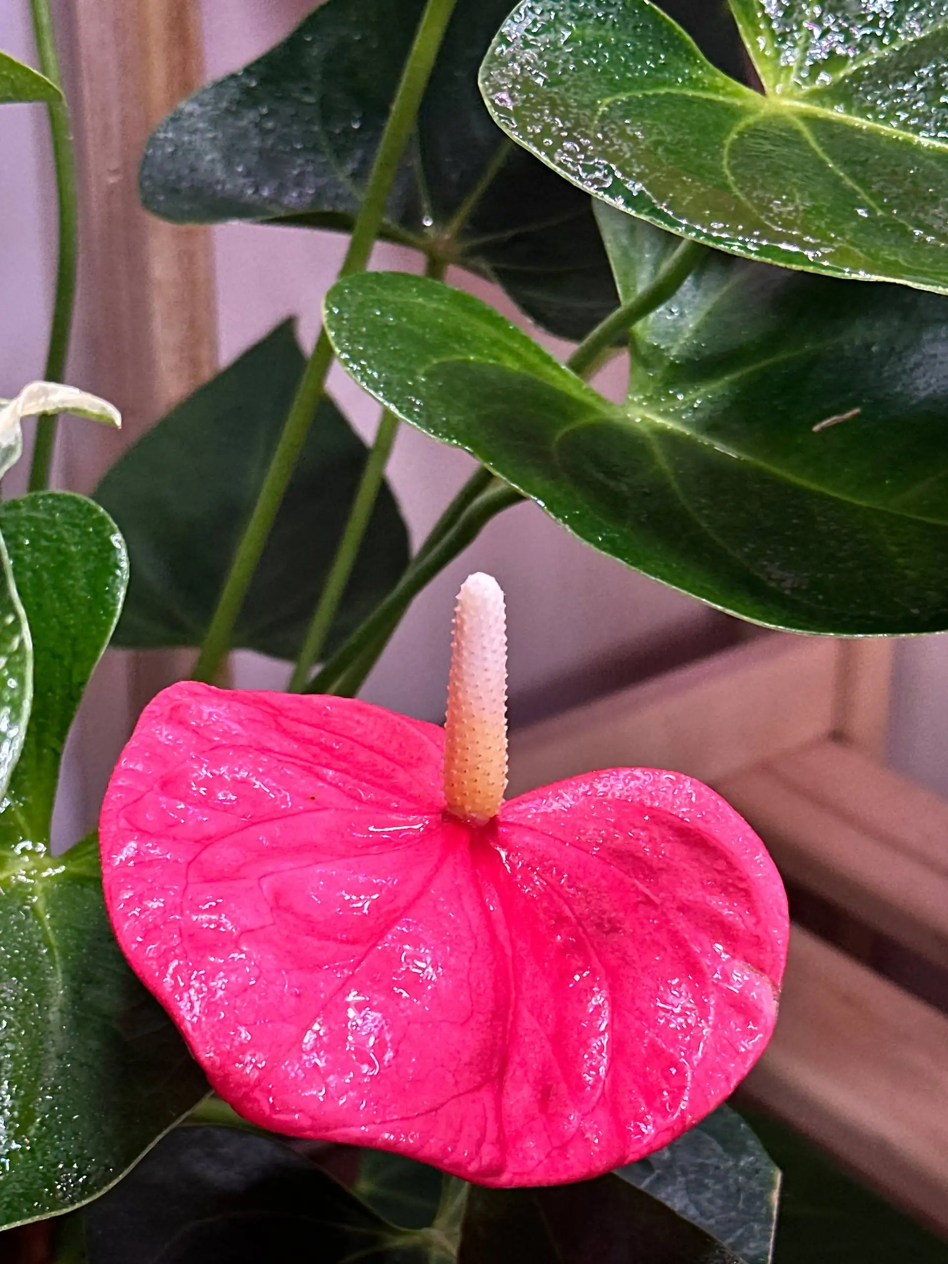 Детка Антуриума в стакане 60 мл - Комнатные растения (Барахолка) в Красноярск