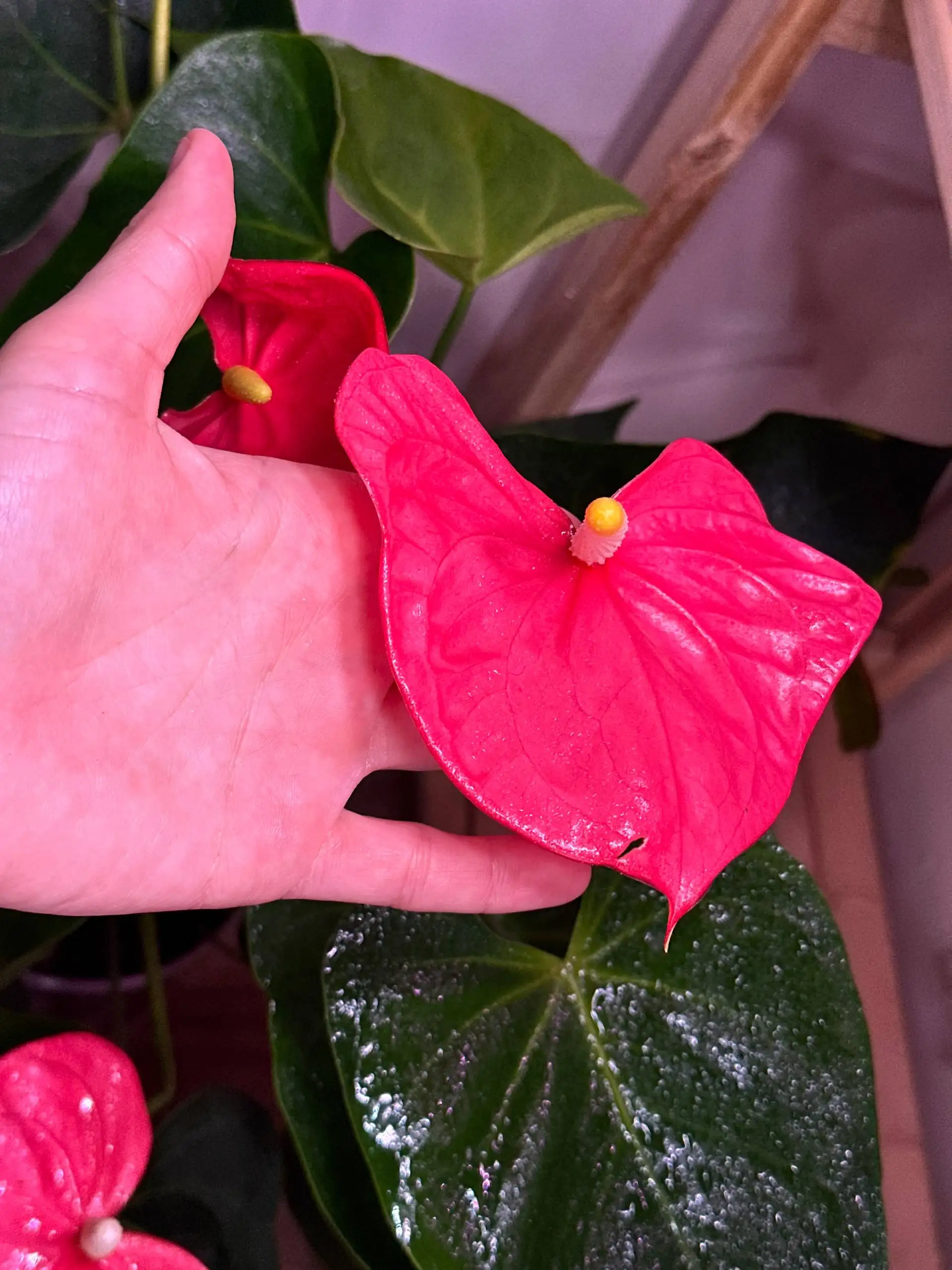 Детка Антуриума в стакане 60 мл - Комнатные растения (Барахолка) в Красноярск