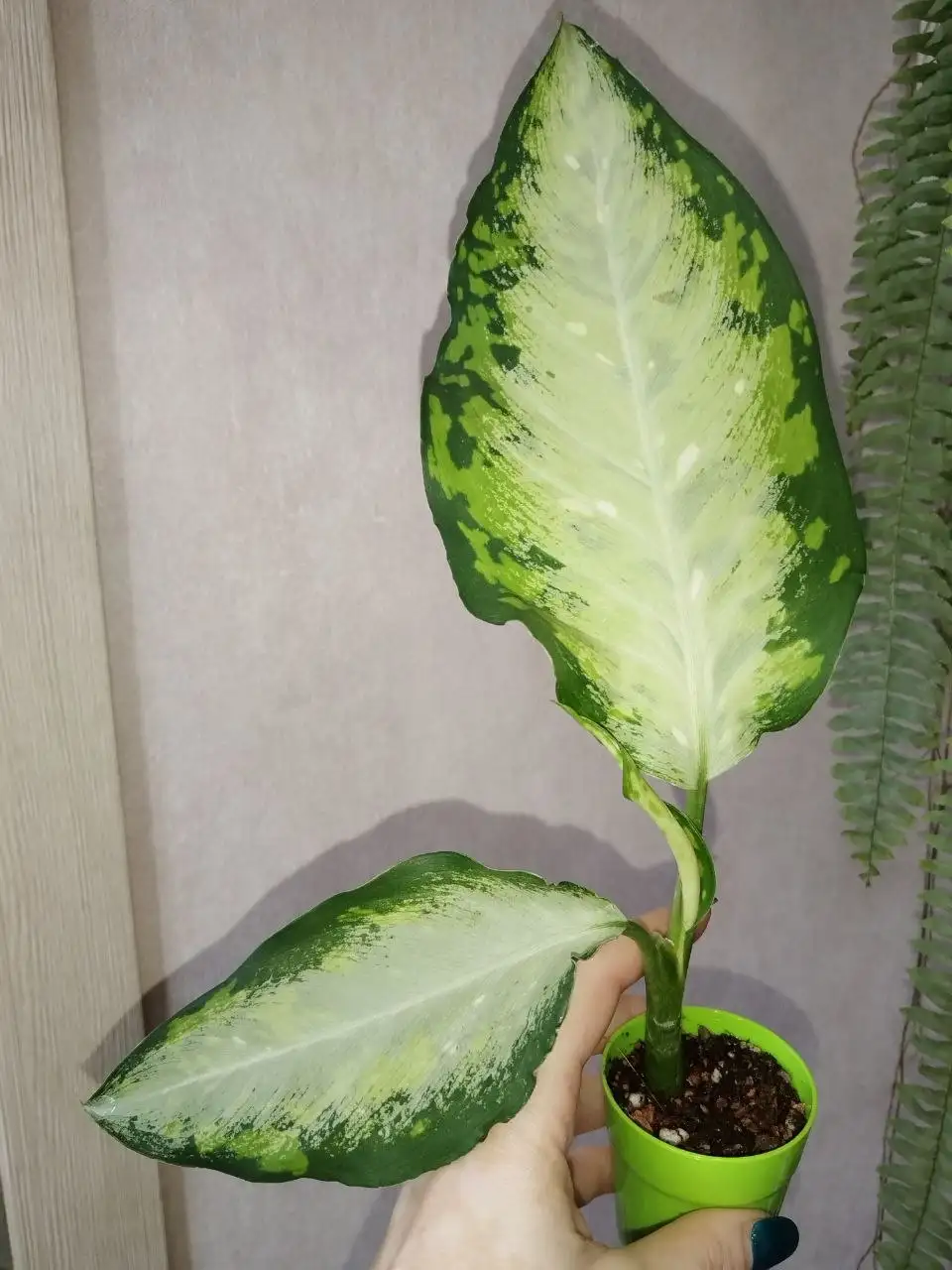 Диффенбахия Стардаст - Комнатные растения (Хобби и отдых) в Красноярск
