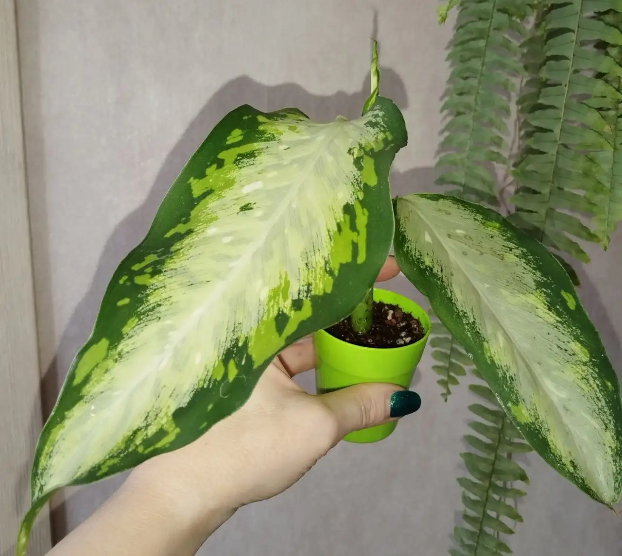 Диффенбахия Стардаст - Комнатные растения (Хобби и отдых) в Красноярск