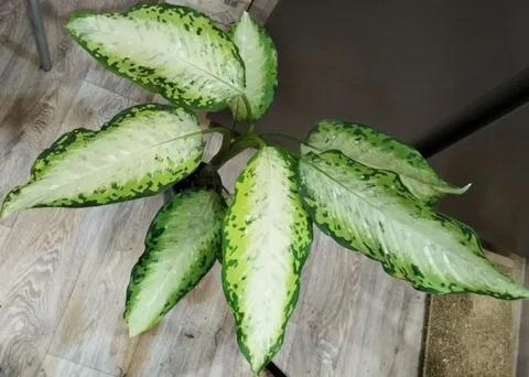 Материнское комнатное растение - Свадебные услуги в Красноярск