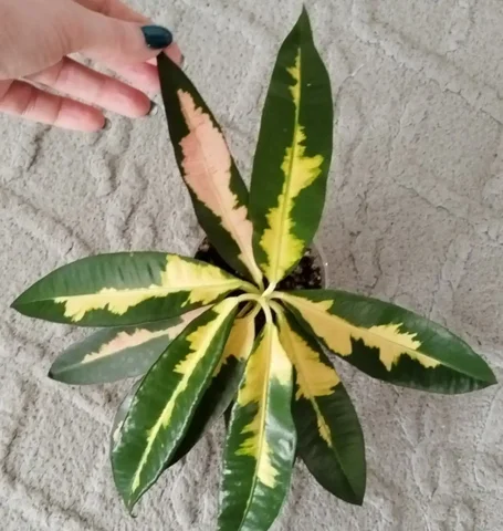 Кротон Мадам Батерфляй - частное объявление в Канск