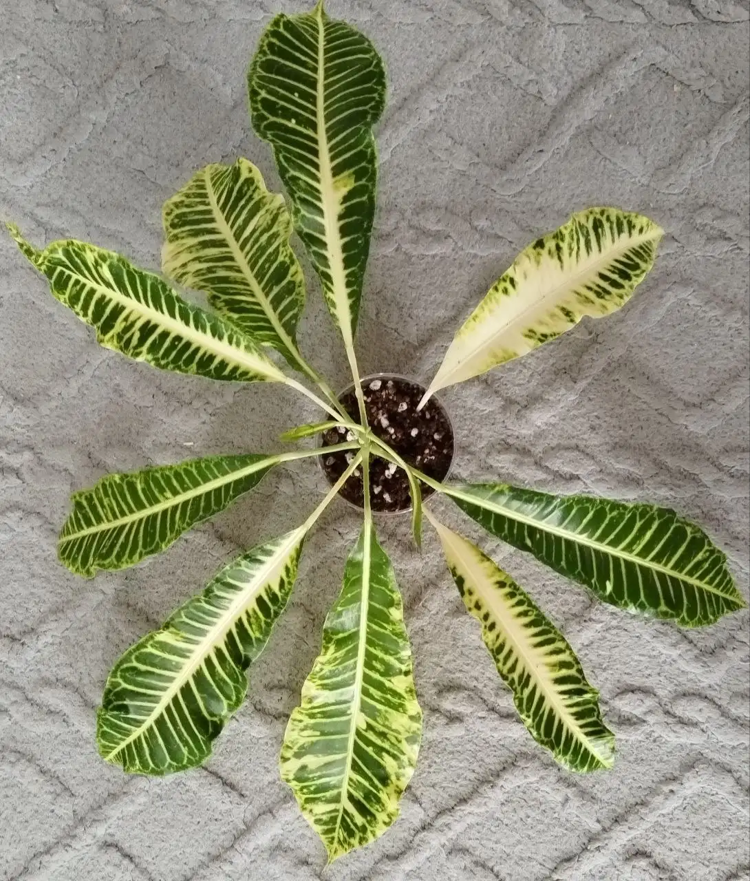 Продажа кротона Джон Бендер - Комнатные растения (Хобби и отдых) в Канск