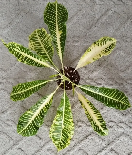 Продажа кротона Джон Бендер - частное объявление в Канск