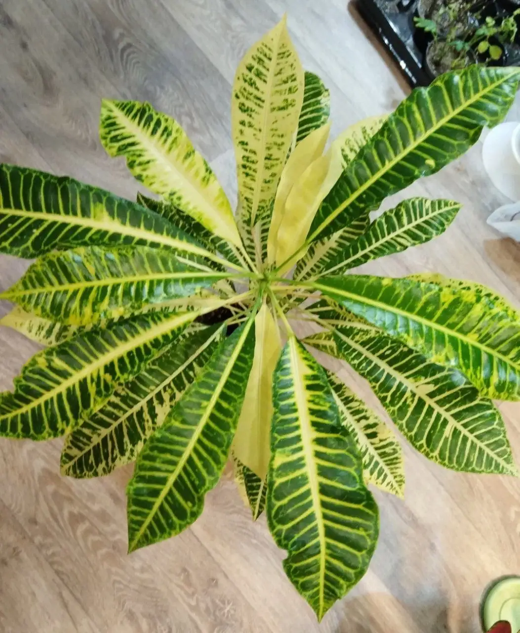 Продажа кротона Джон Бендер - Комнатные растения (Хобби и отдых) в Канск