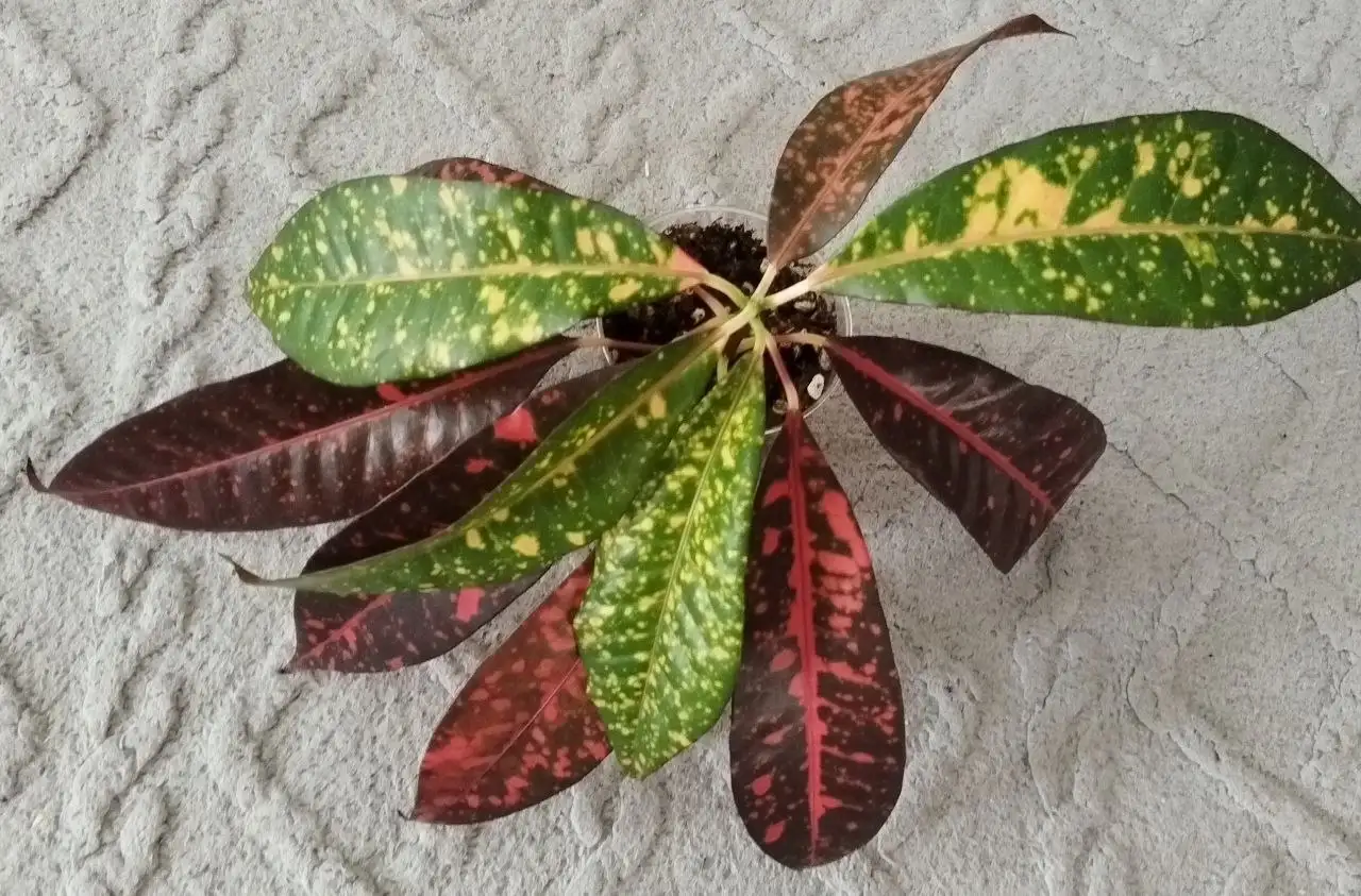 Кротон Мора (Веснушка) комнатное растение - Комнатные растения (Хобби и отдых) в Красноярск