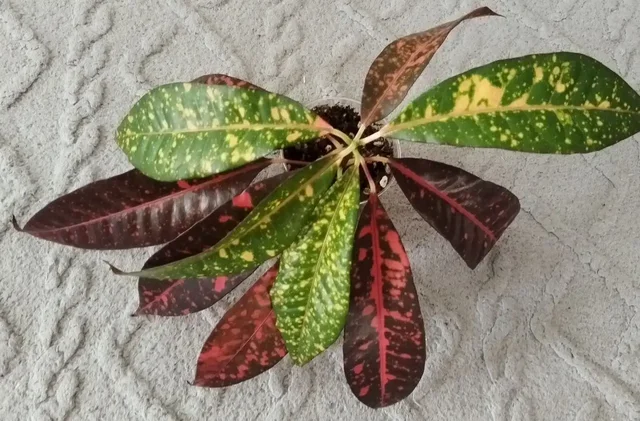 Кротон Мора (Веснушка) комнатное растение - Свадебные услуги в Красноярск