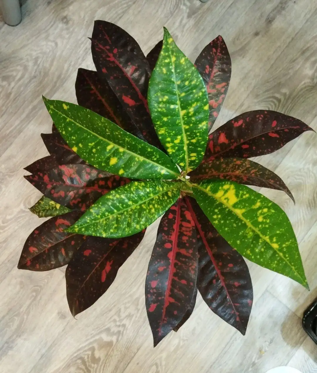 Кротон Мора (Веснушка) комнатное растение - Комнатные растения (Хобби и отдых) в Красноярск