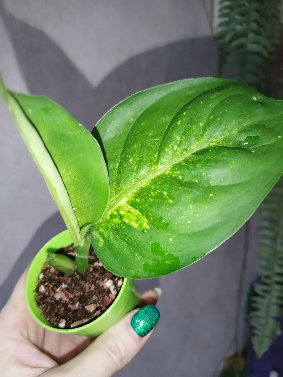 Диффенбахия Flower Fantasy - Комнатные растения (Хобби и отдых) в Канск