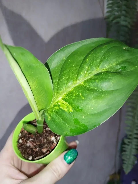 Диффенбахия Flower Fantasy - частное объявление в Канск