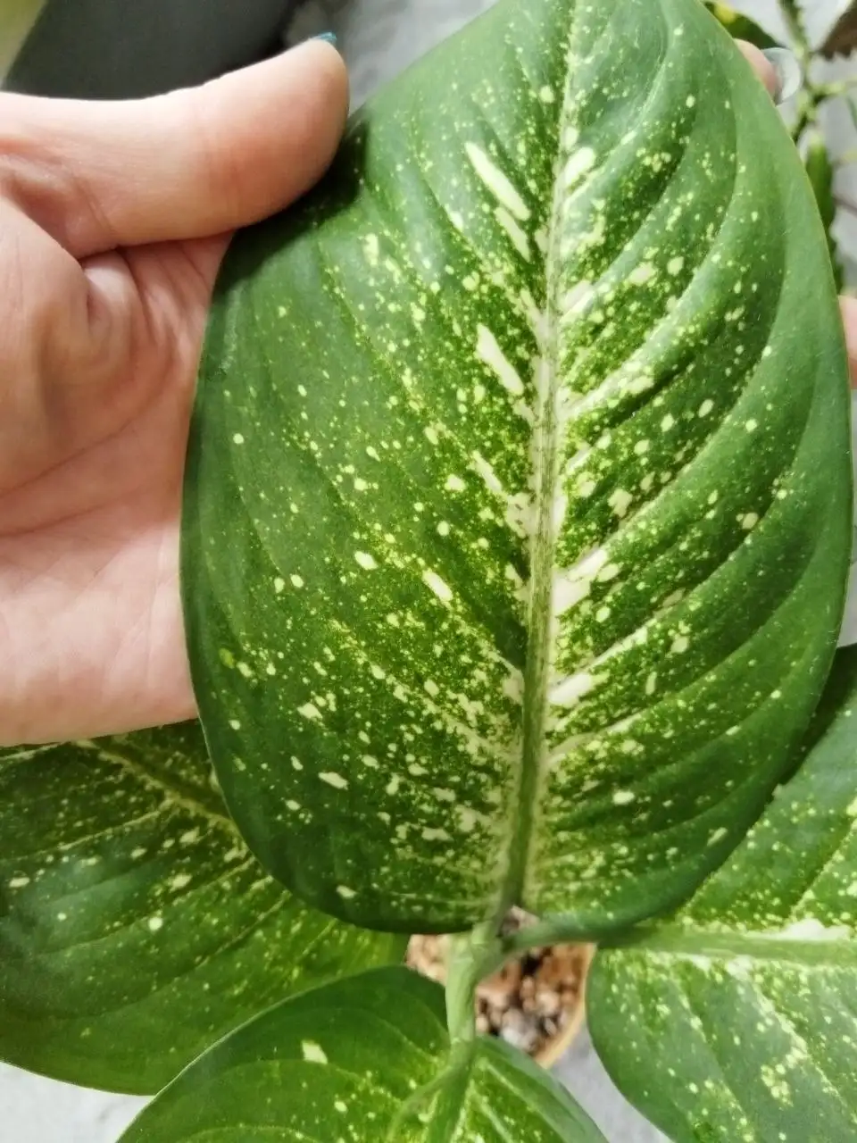 Диффенбахия Flower Fantasy - Комнатные растения (Хобби и отдых) в Канск