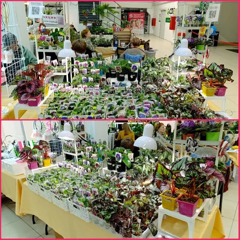 Выставка комнатных растений в Красноярске - Свадебные услуги в Красноярск