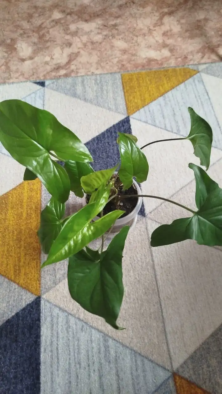 Сингониум 250 - Комнатные растения (Хобби и отдых) в Красноярск