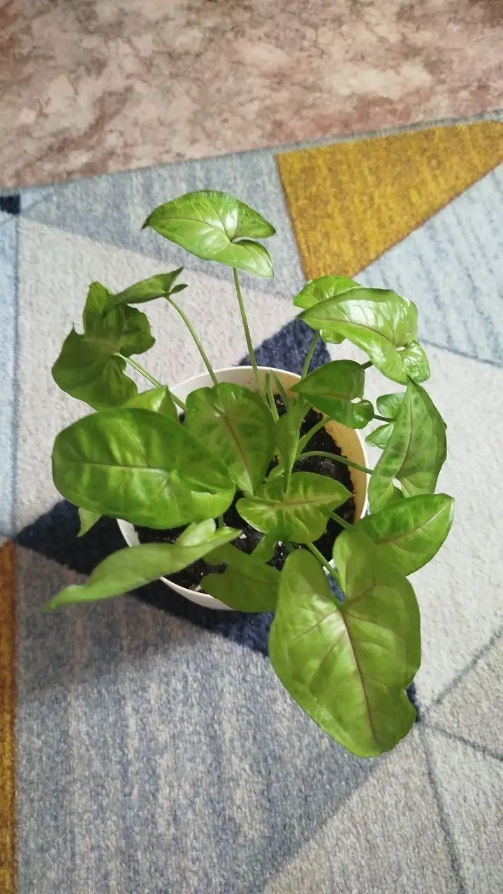 Продажа сингониума без горшка - Комнатные растения (Хобби и отдых) в Красноярск