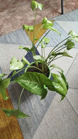 Сингониум комнатное растение - Свадебные услуги в Красноярск