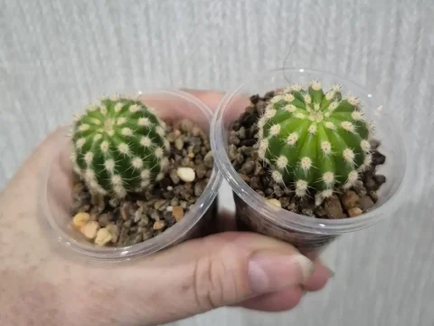 Кактусы Эхинопсис вариегатные - Лотерея в Красноярск