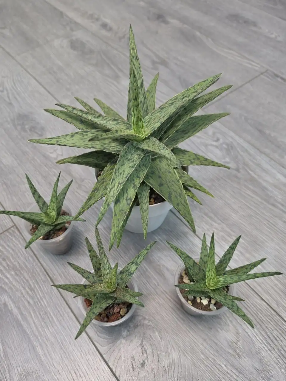 Продажа деток алоэ декоративно-лиственного - Комнатные растения (Хобби и отдых) в Красноярск