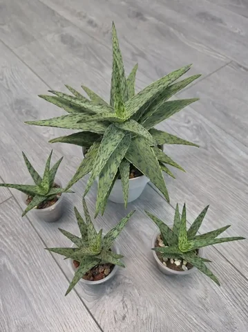 Продажа деток алоэ декоративно-лиственного - Лотерея в Красноярск