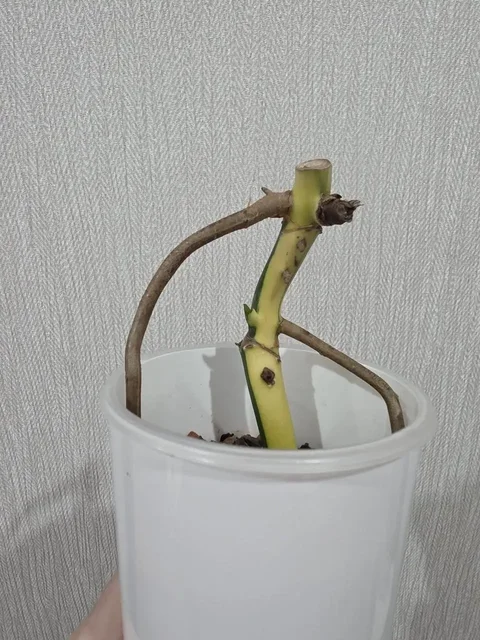 Монстера Yellow Half Moon (Половинка) с активной точкой роста - Лотерея в Красноярск