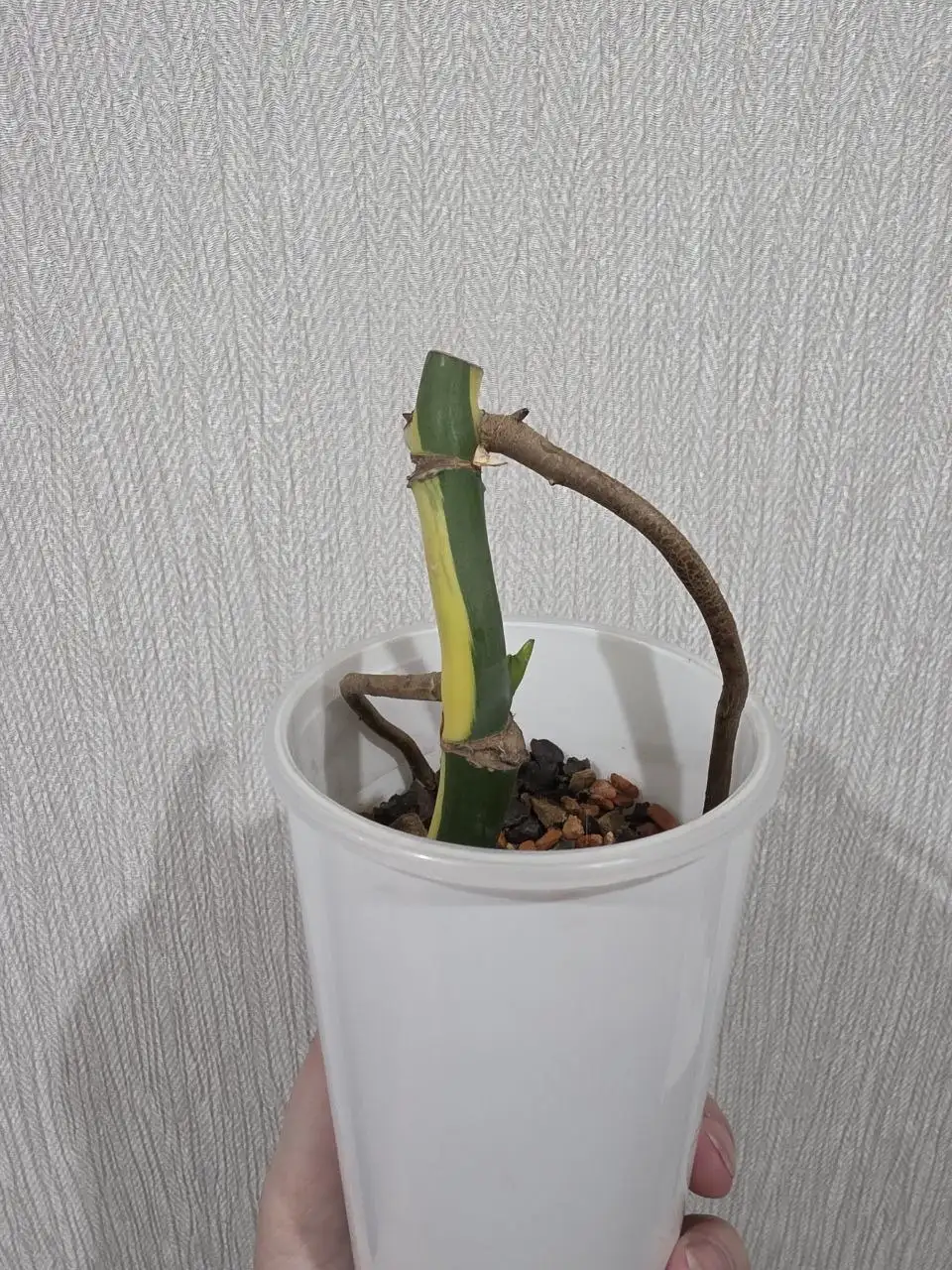 Монстера Yellow Half Moon (Половинка) с активной точкой роста - Комнатные растения (Хобби и отдых) в Красноярск