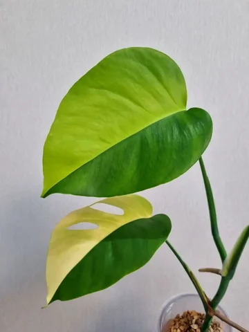 Материнское растение для наглядности - Лотерея в Красноярск