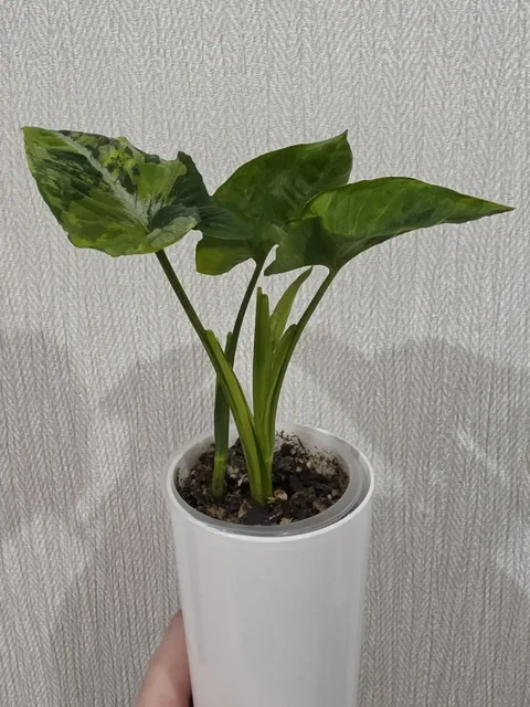 Сингониум Яичница - Лотерея в Красноярск