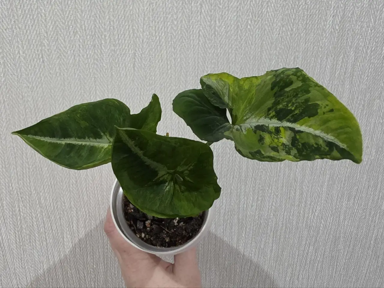 Сингониум Яичница - Комнатные растения (Хобби и отдых) в Красноярск