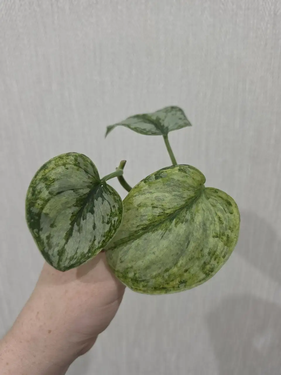 Черенки сциндапсуса Peasun для укоренения - Комнатные растения (Хобби и отдых) в Красноярск