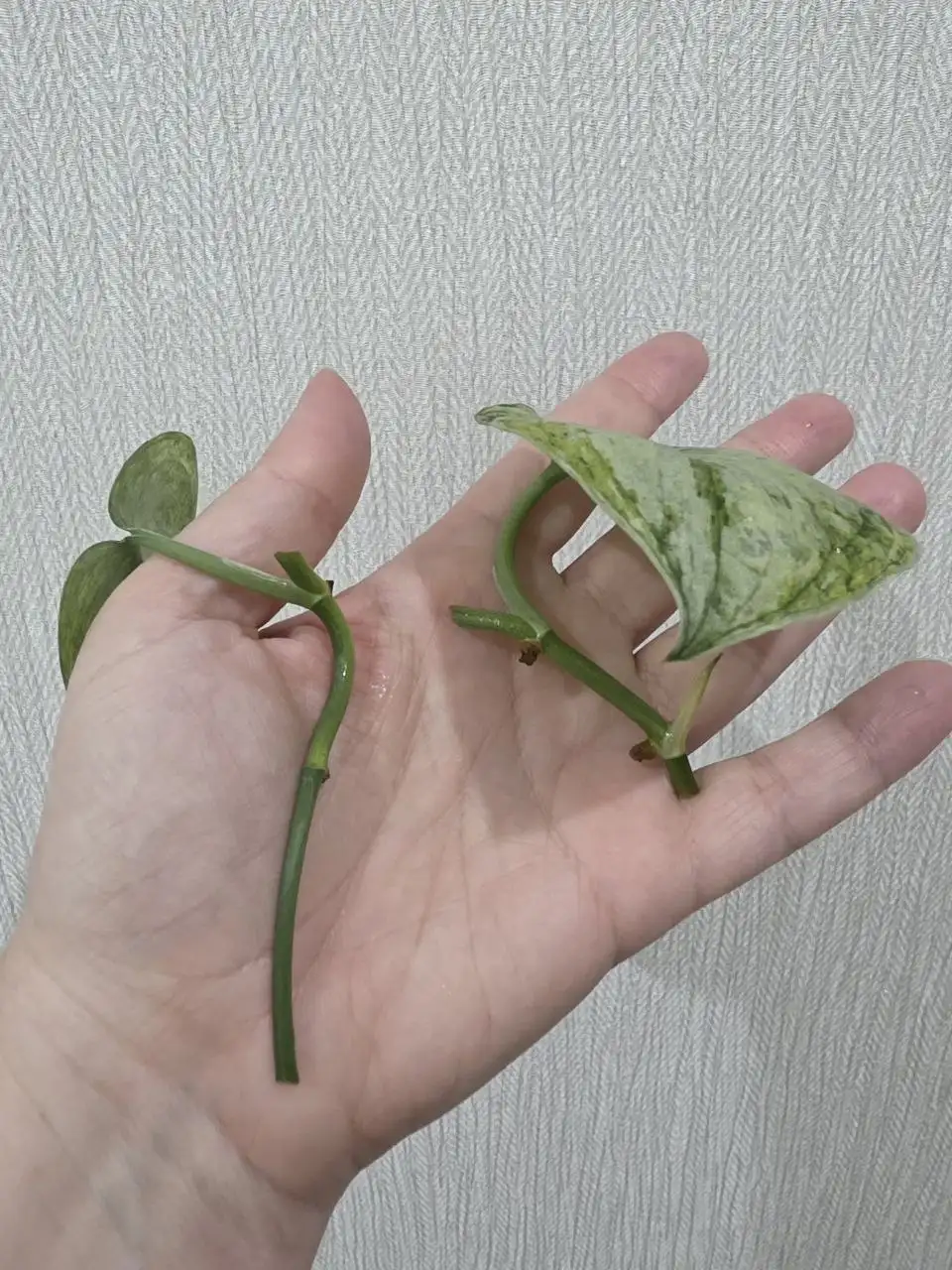 Черенки сциндапсуса Peasun для укоренения - Комнатные растения (Хобби и отдых) в Красноярск