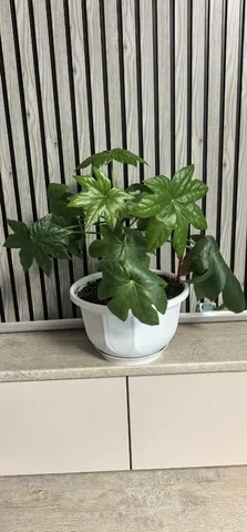 Продажа растения Фатсия - Лотерея в Красноярск