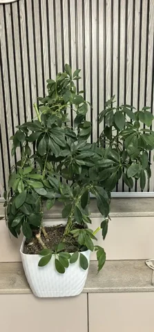 Шефлера высотой 100 см, 3 ствола - Лотерея в Красноярск