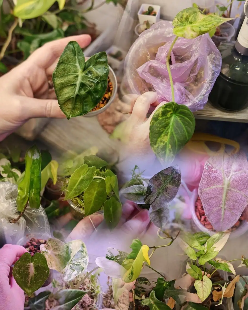 Приглашение на лото с комнатными растениями - Лотерея (Хобби и отдых) в Красноярск