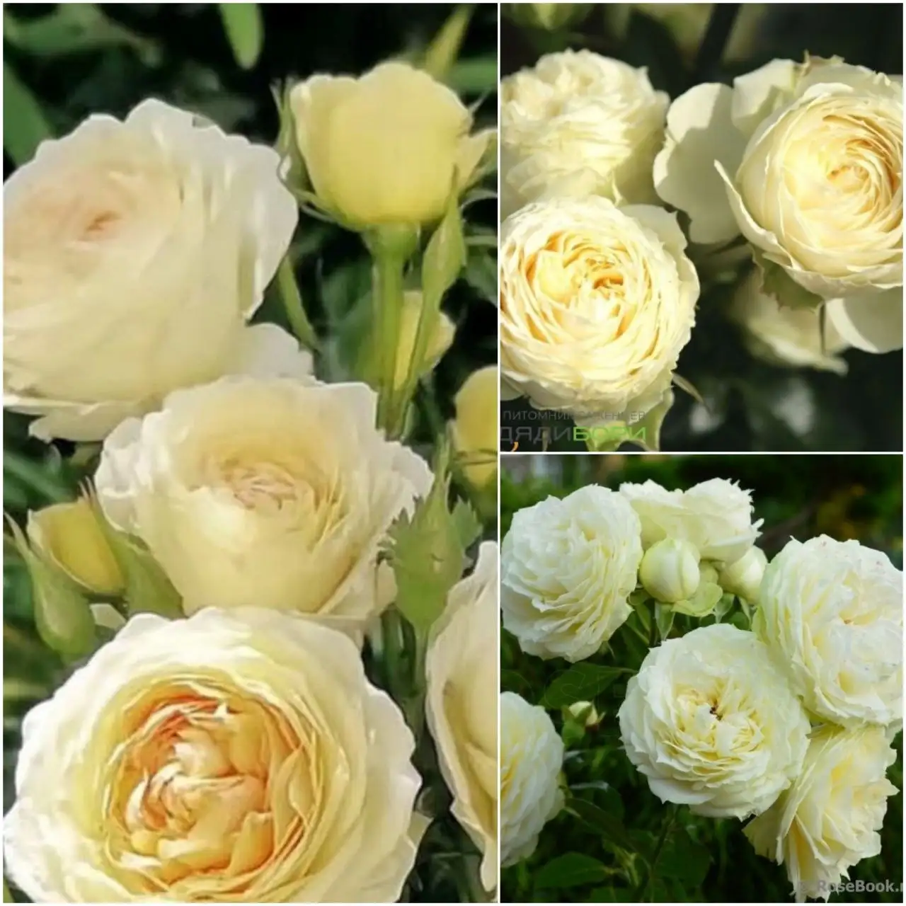 Роза ШАМПАНЬ РОККОКО - Комнатные растения (Хобби и отдых) в Абакан