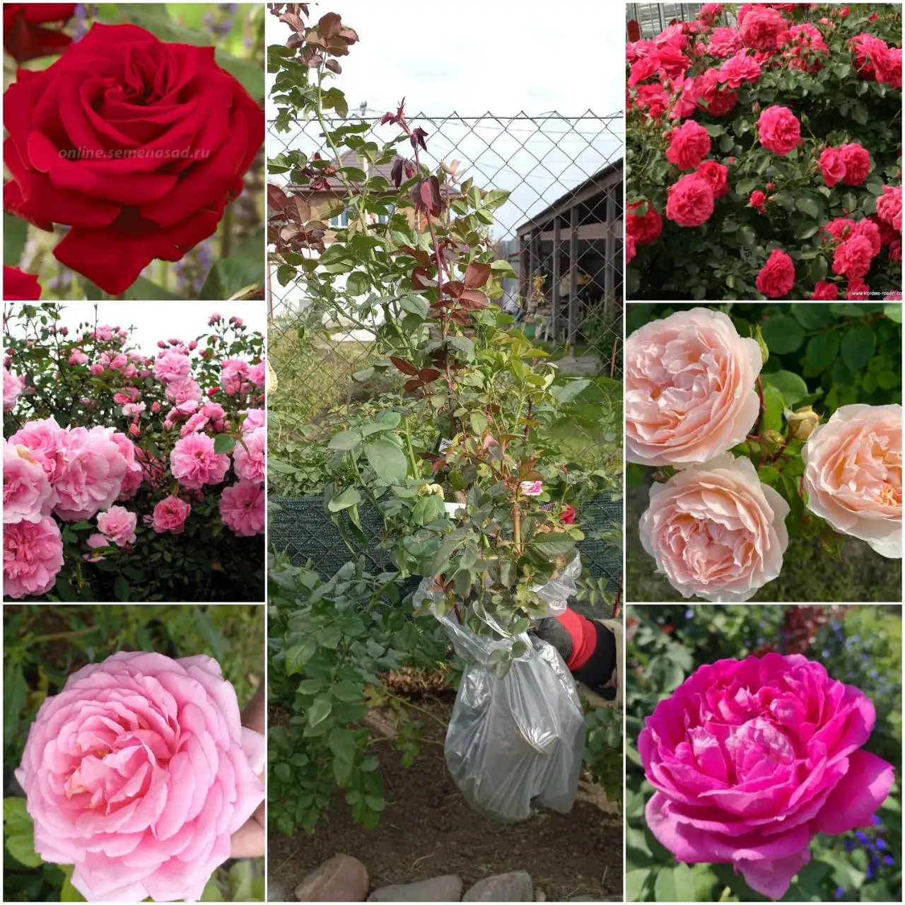 Саженцы роз разных сортов - Растения (Хобби и отдых) в Абакан