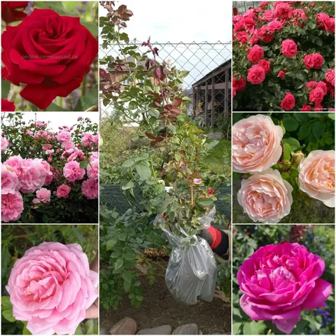 Саженцы роз разных сортов - Хобби и отдых в Абакан